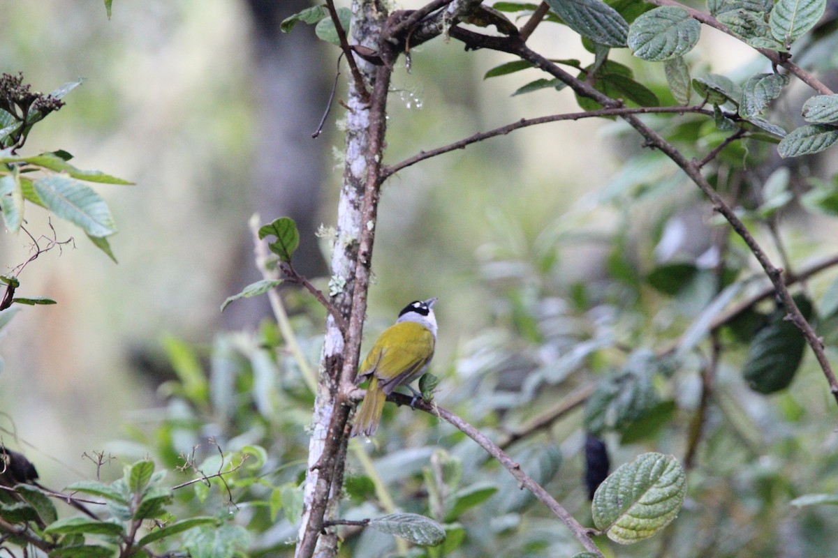 Black-crowned Palm-Tanager - ML621178483