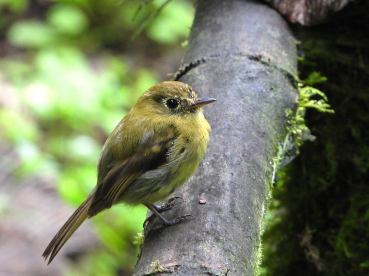 Yellowish Flycatcher - ML621178497