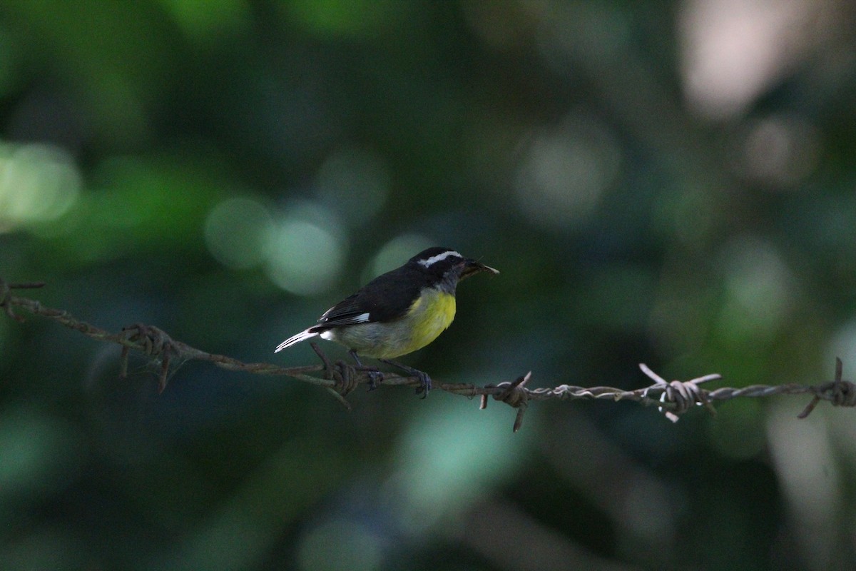 Bananaquit - ML621178499