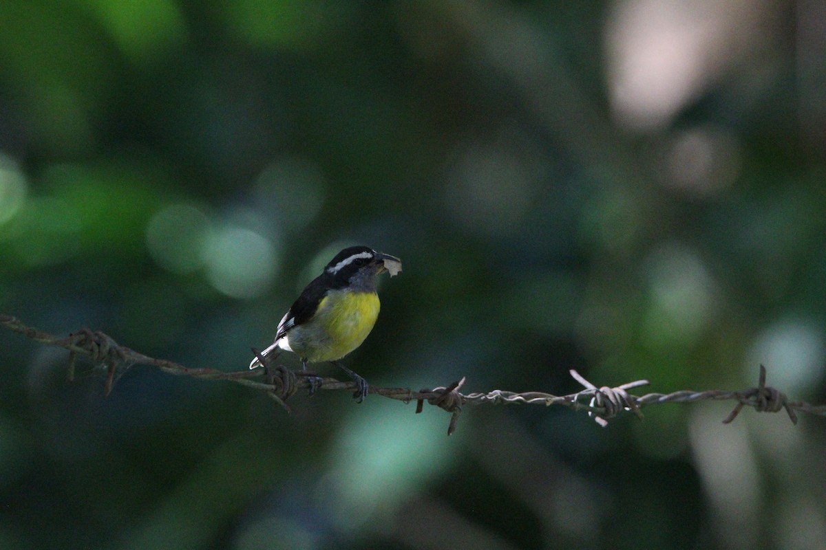 Bananaquit - ML621178501