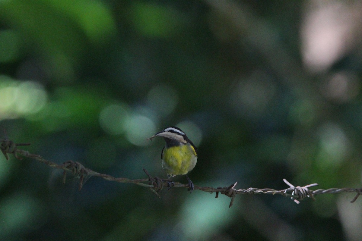 Bananaquit - ML621178502