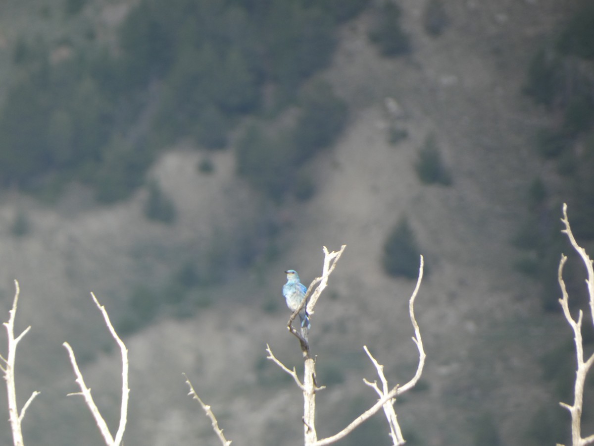 Mountain Bluebird - ML621178521
