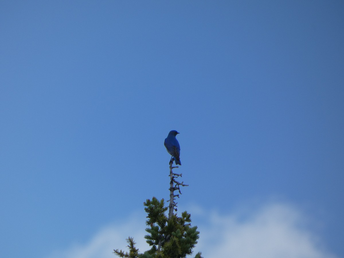 Mountain Bluebird - ML621178522