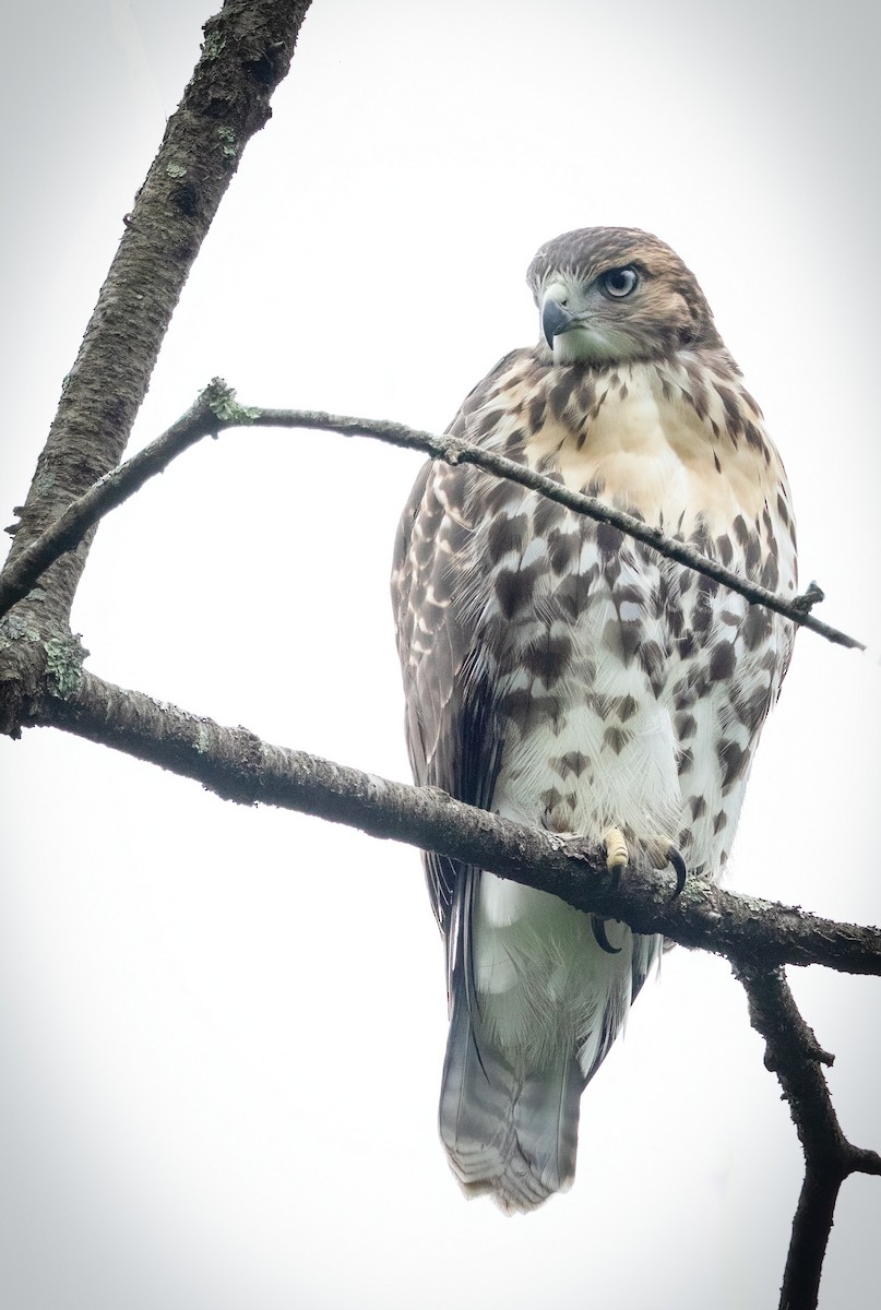 Red-tailed Hawk - ML621178538
