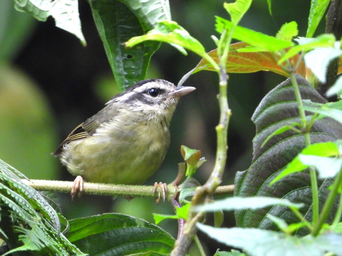 Costa Rican Warbler - ML621178587