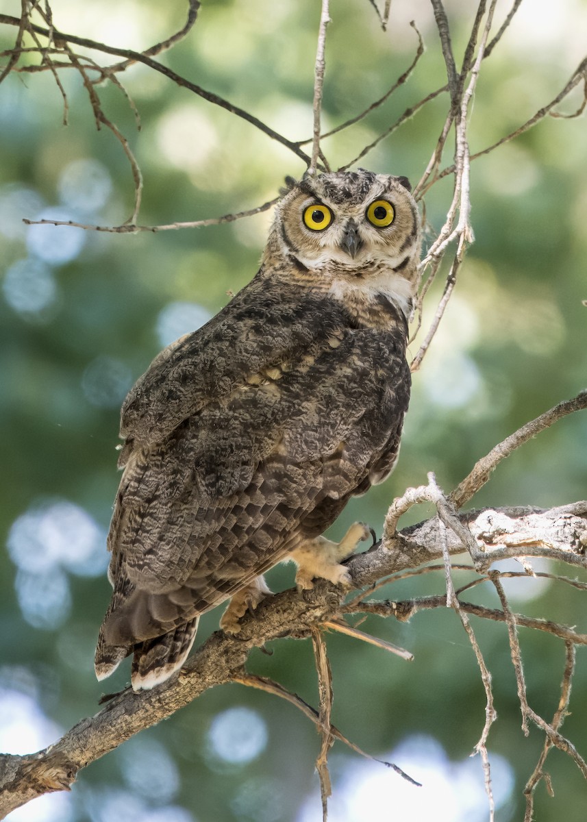 Great Horned Owl - ML621178589