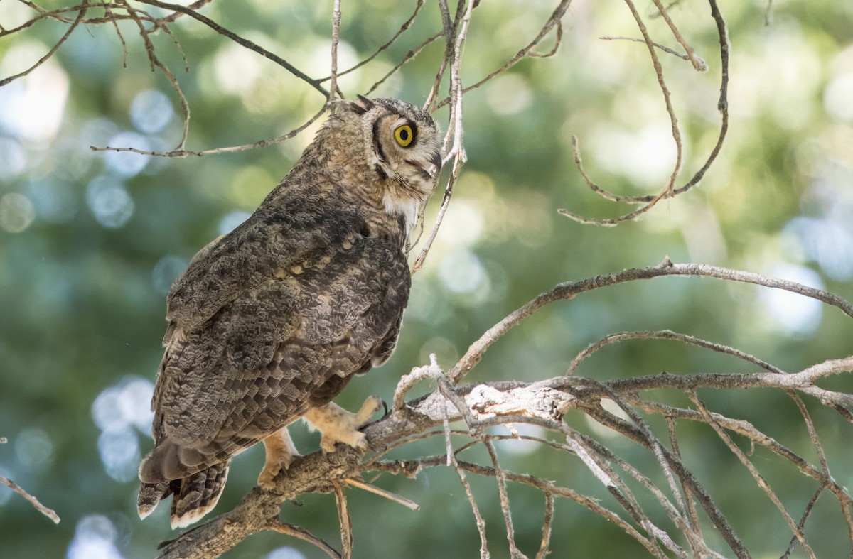 Great Horned Owl - ML621178590