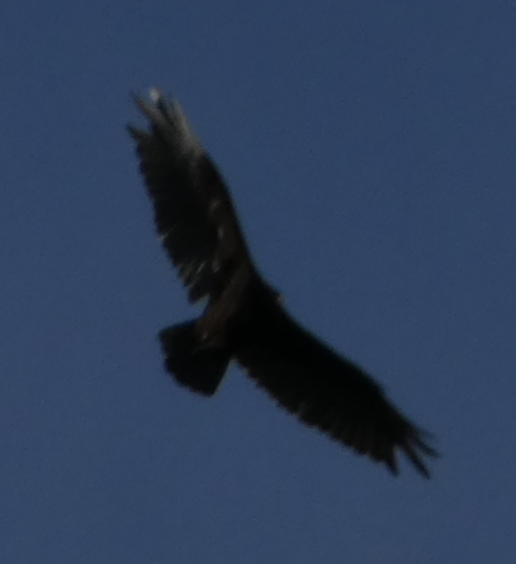 Turkey Vulture - ML621178609