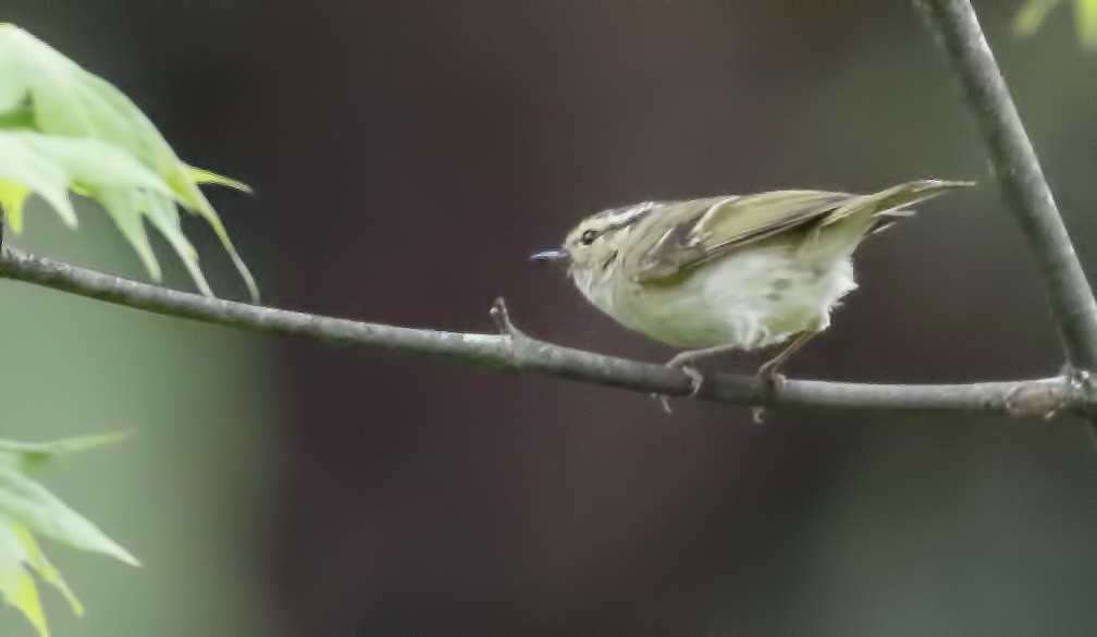 Sichuan Leaf Warbler - ML62117861