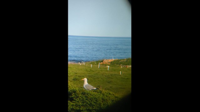 Fulmar boréal (glacialis/auduboni) - ML621178617