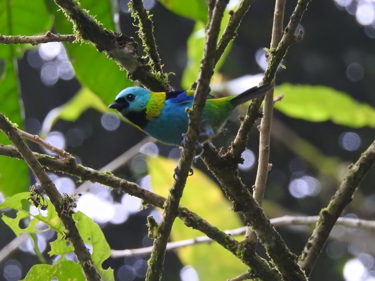 Green-headed Tanager - ML621178675