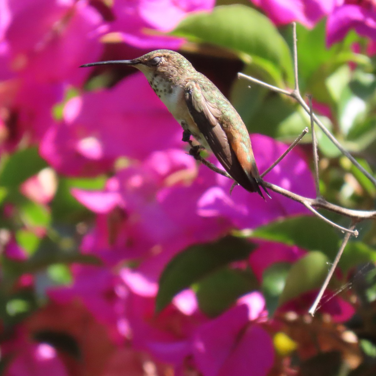 Allen's Hummingbird - ML621178678