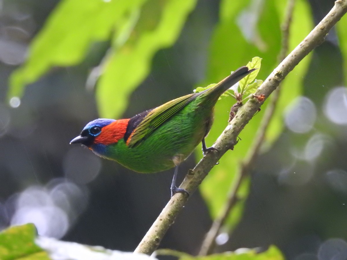 Red-necked Tanager - ML621178680