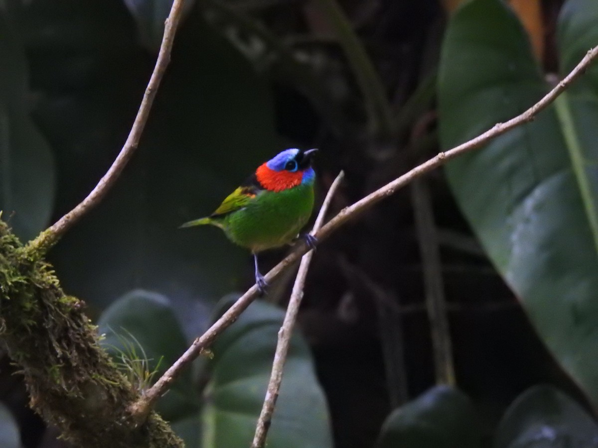 Red-necked Tanager - ML621178681
