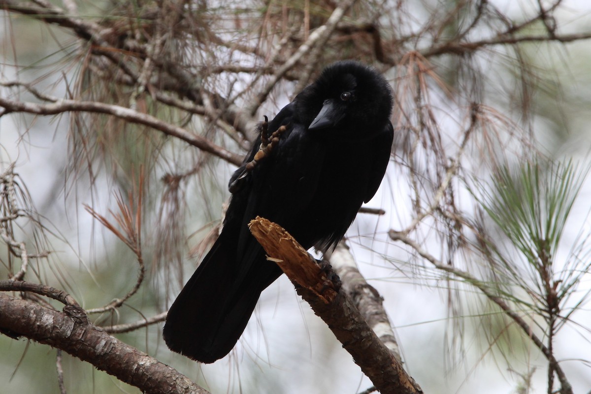 Hispaniolan Palm-Crow - ML621178697