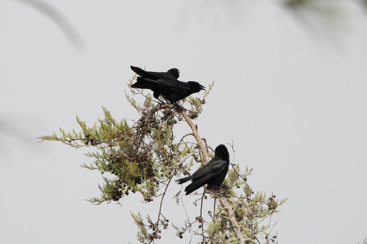 Hispaniolan Palm-Crow - ML621178699