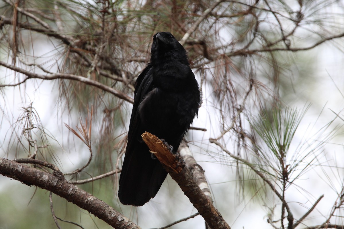 Hispaniolan Palm-Crow - ML621178702