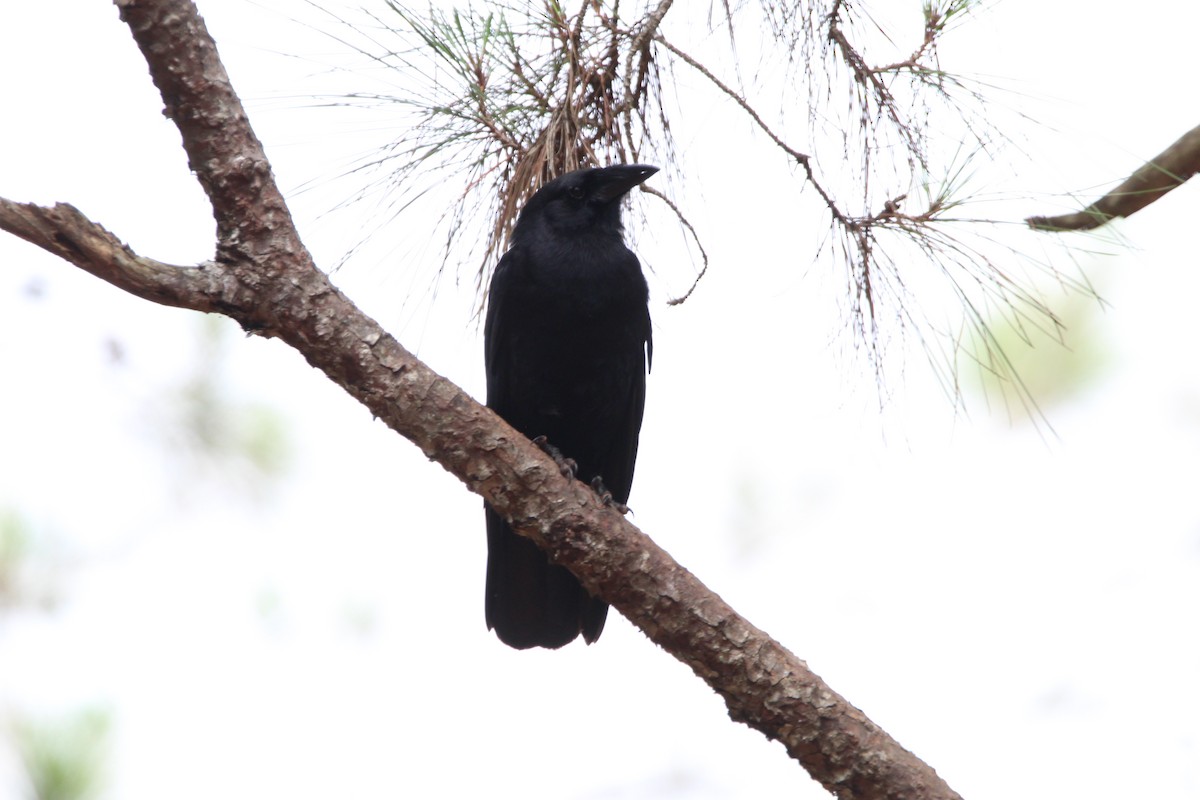 Hispaniolan Palm-Crow - ML621178703