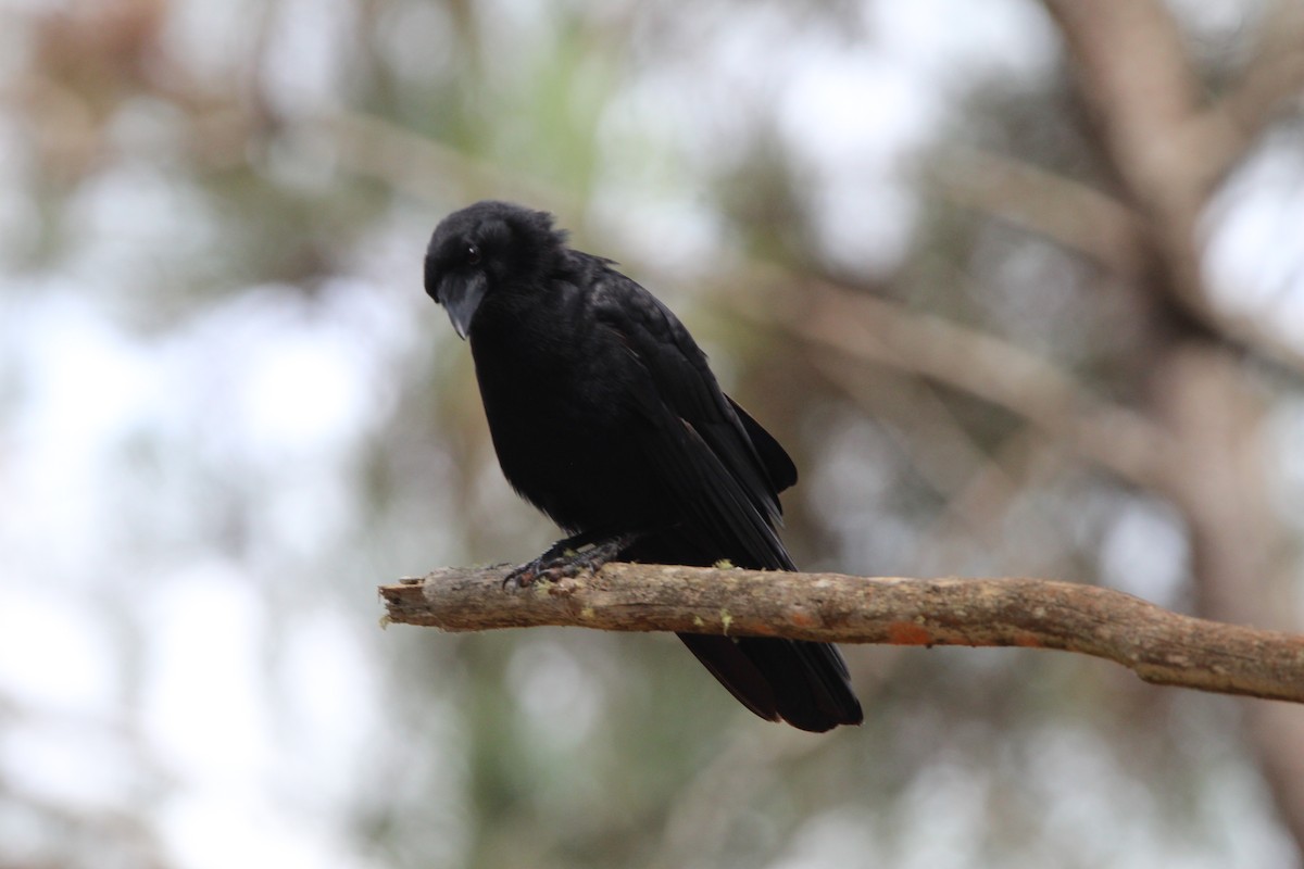 Hispaniolan Palm-Crow - ML621178705