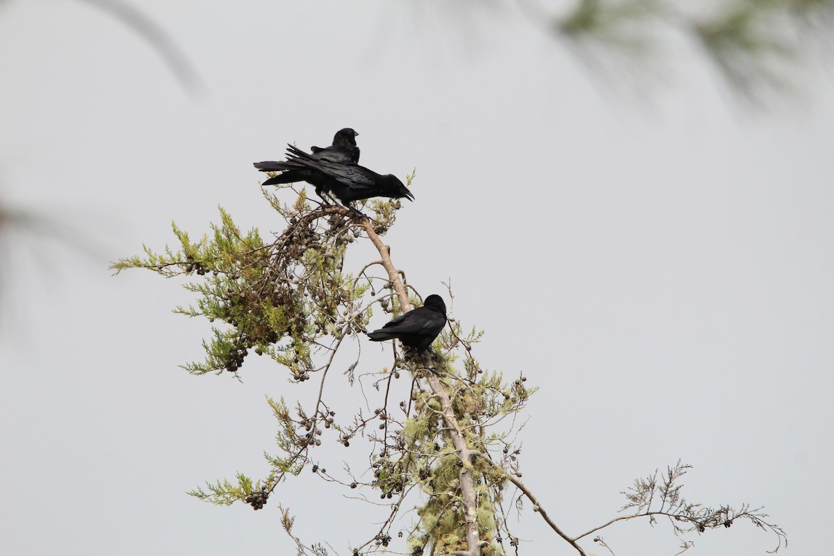 Hispaniolan Palm-Crow - ML621178706