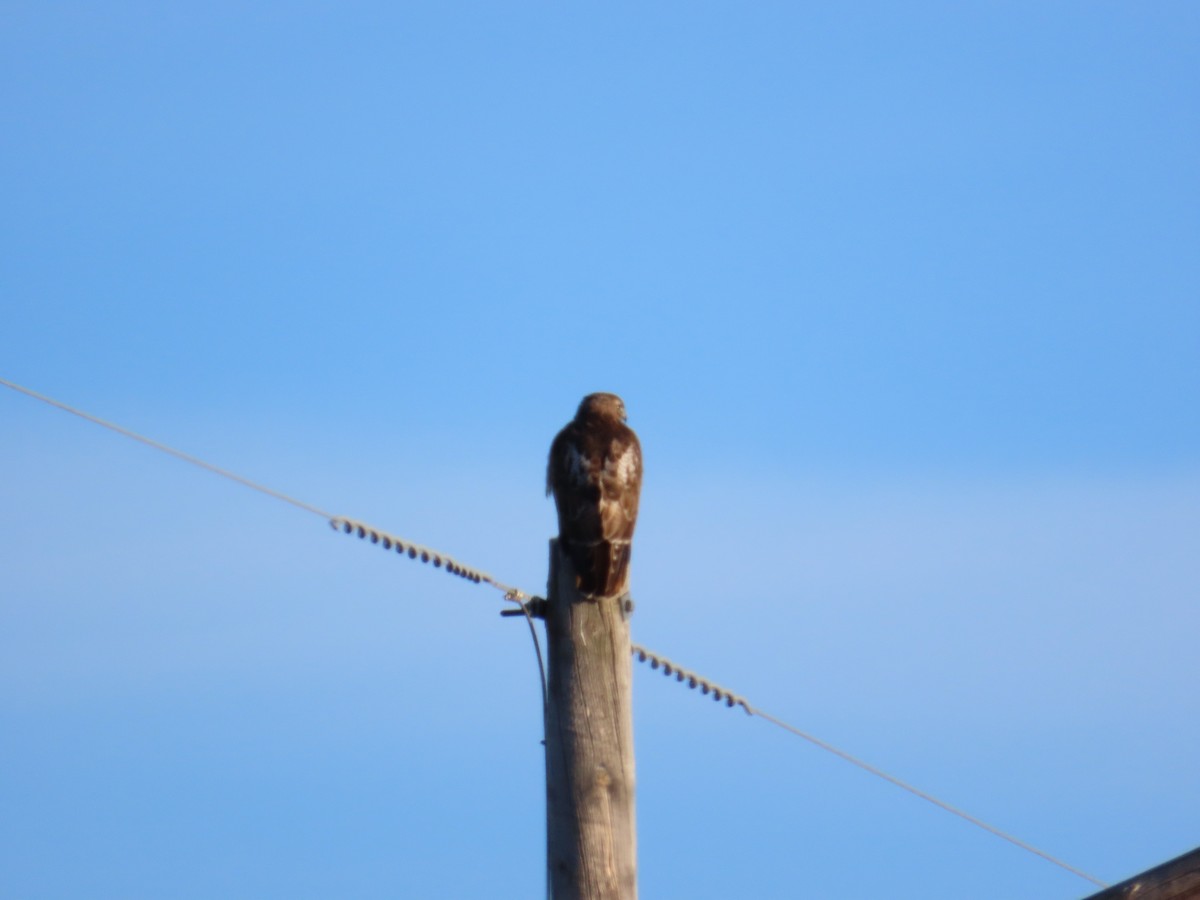 Red-tailed Hawk - ML621178731