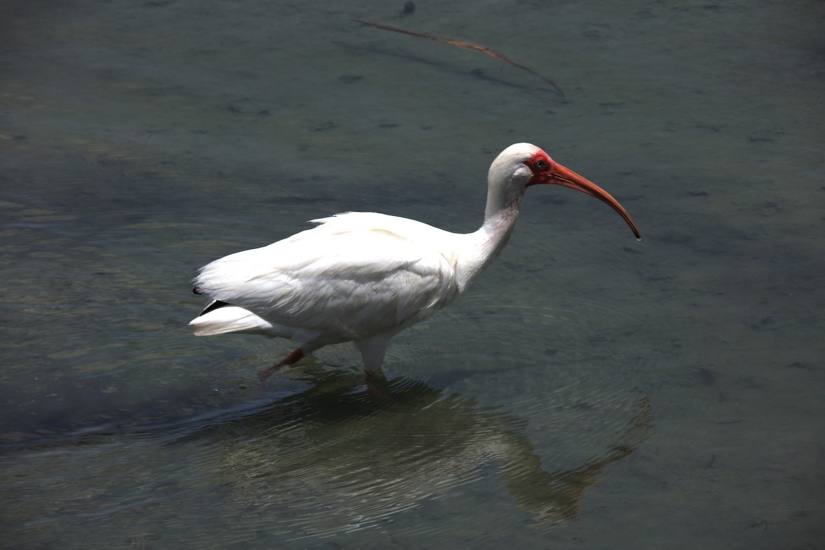 ibis bílý - ML621178746