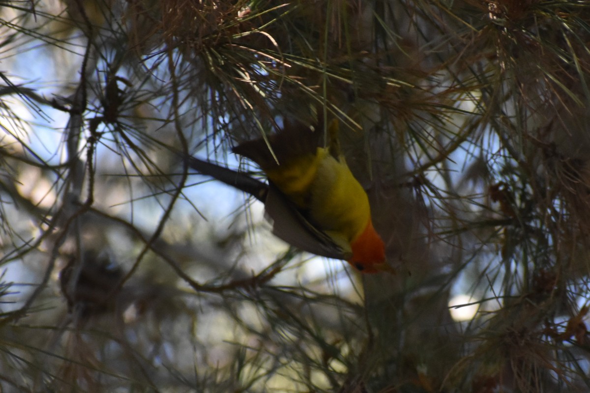 Western Tanager - ML621178749