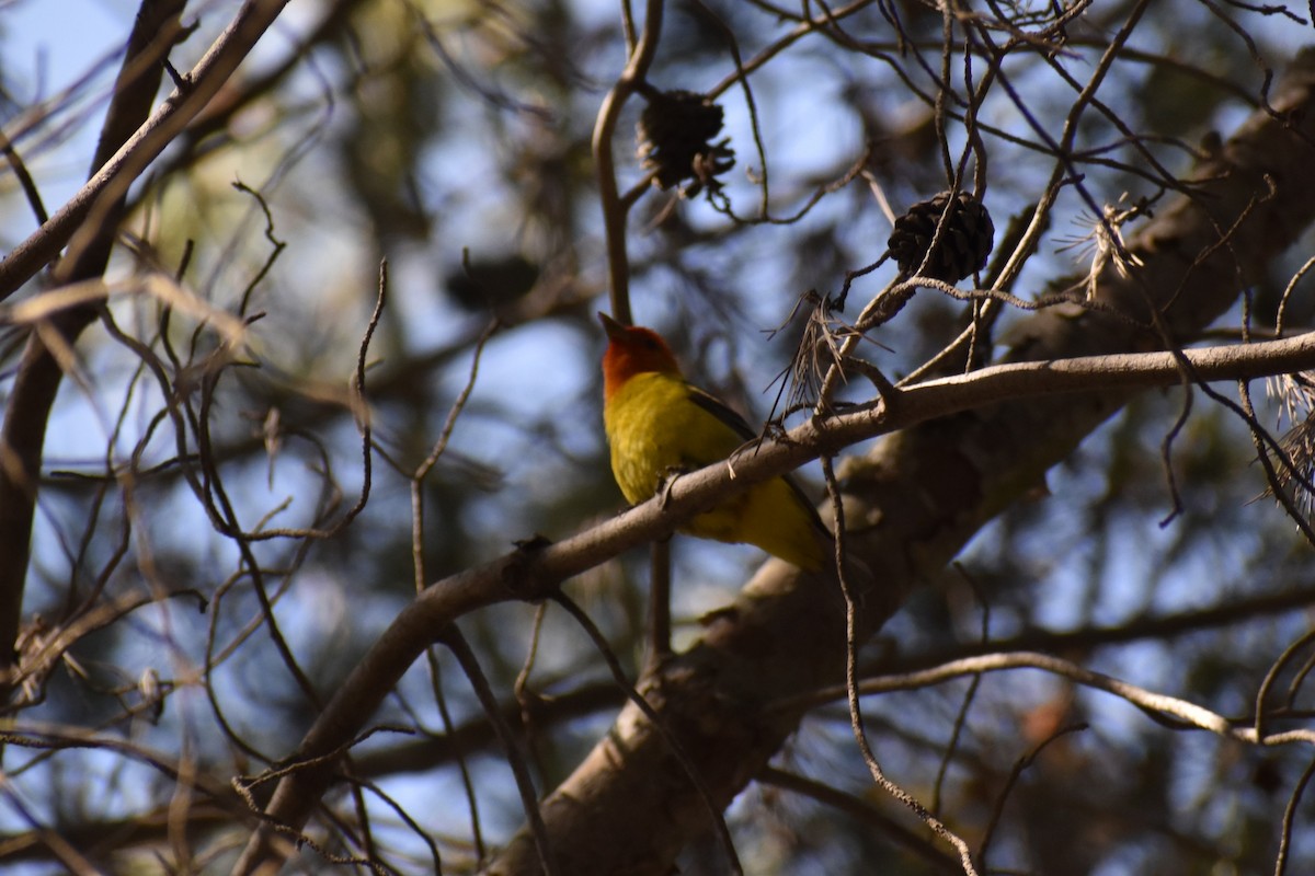 Western Tanager - ML621178750