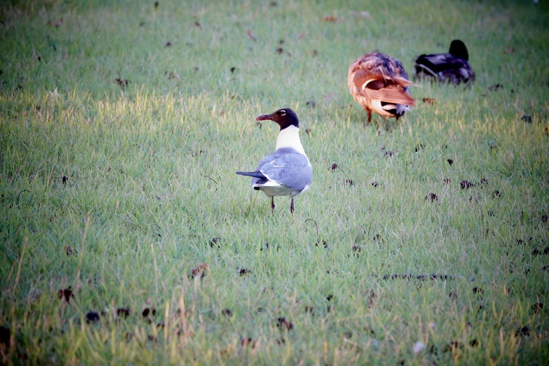 Laughing Gull - ML621178776