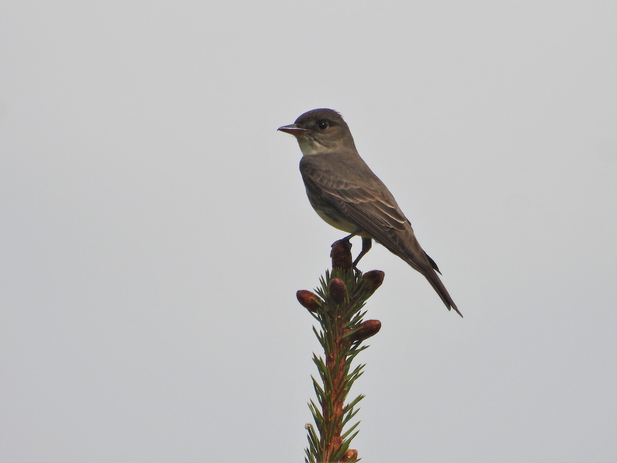 Olive-sided Flycatcher - ML621178781