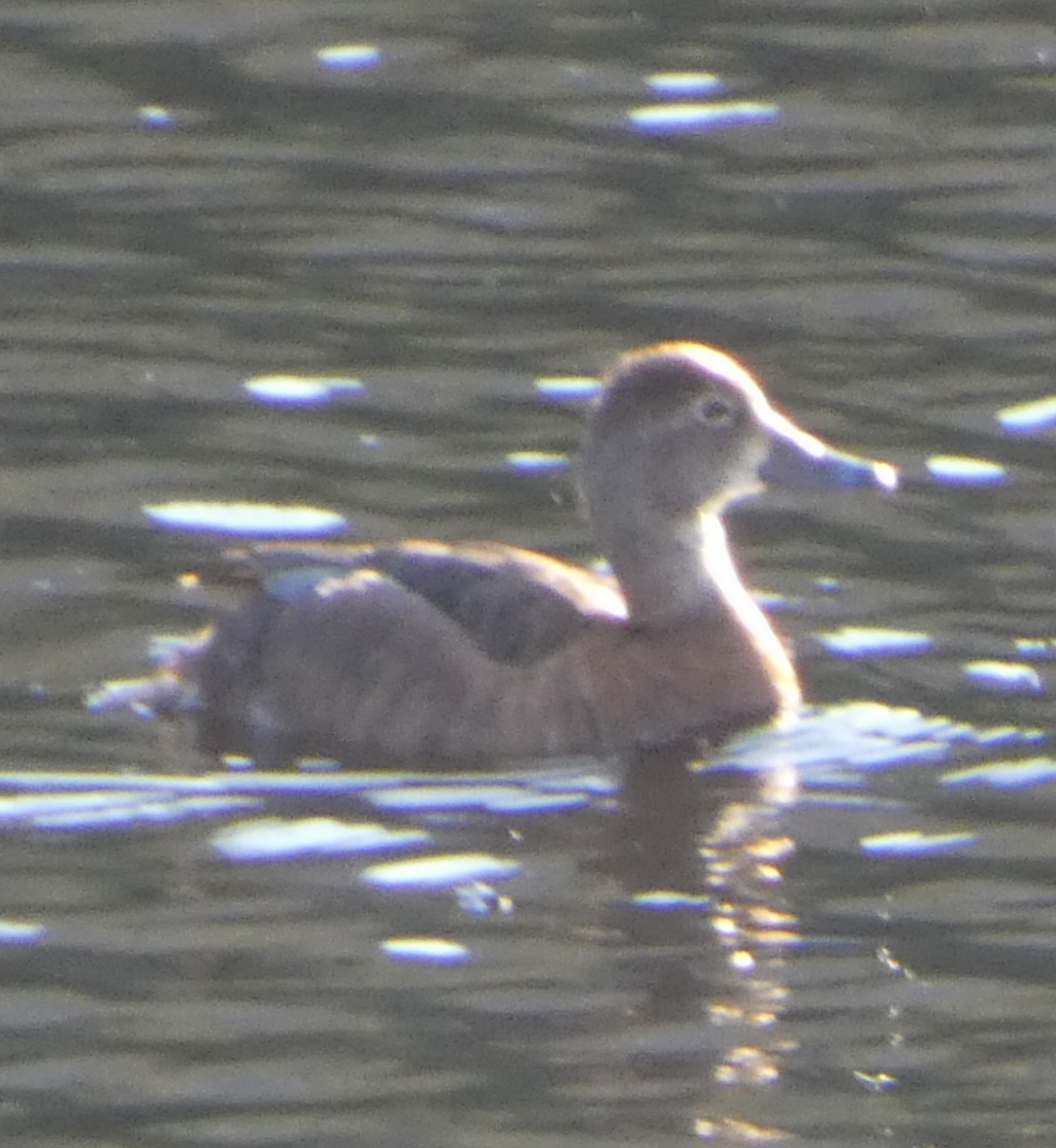 Ring-necked Duck - ML621178788