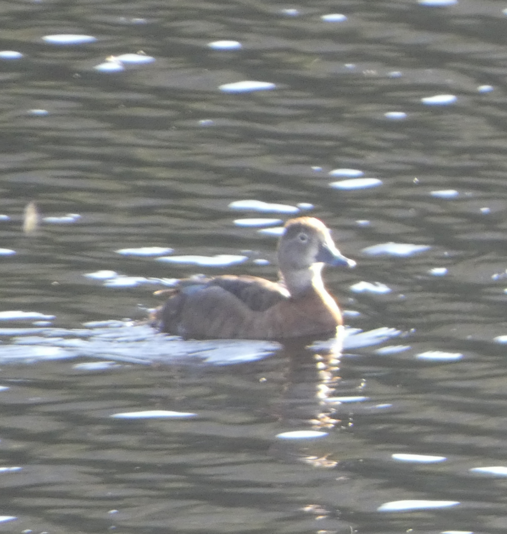 Ring-necked Duck - ML621178789