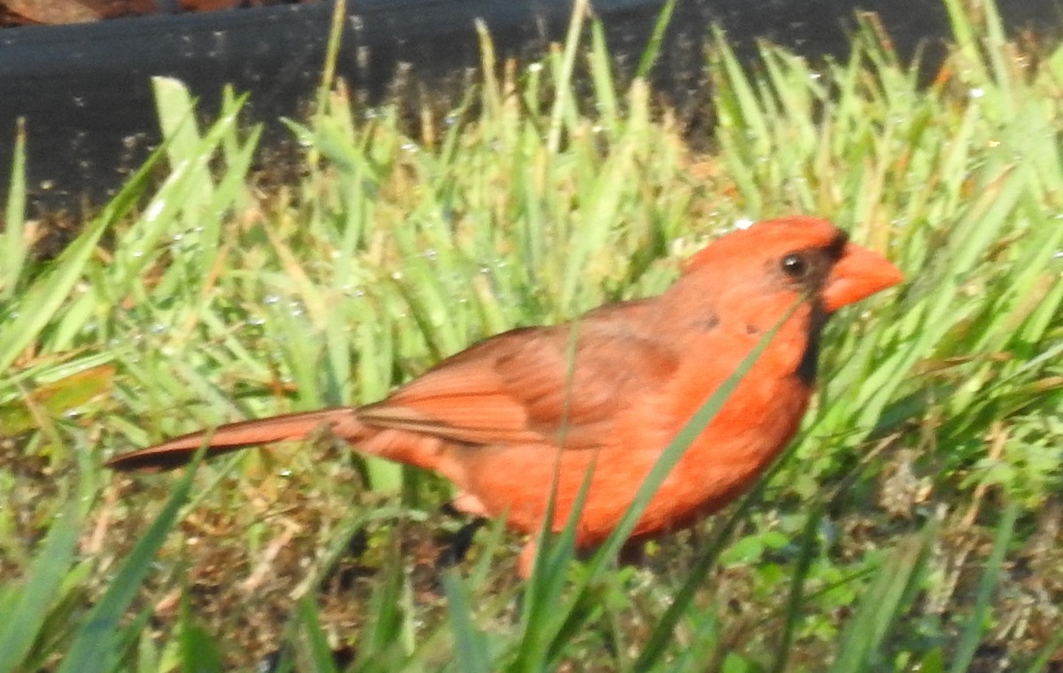 Cardinal rouge - ML621178795