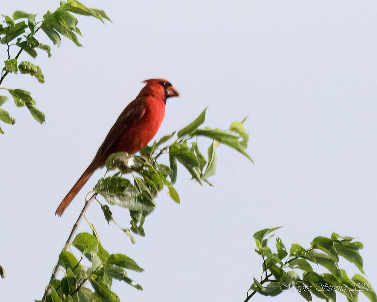 Cardinal rouge - ML621178797