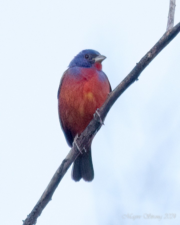 Painted Bunting - ML621178805