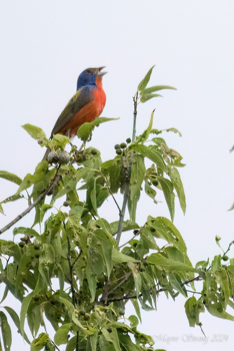 Painted Bunting - ML621178806