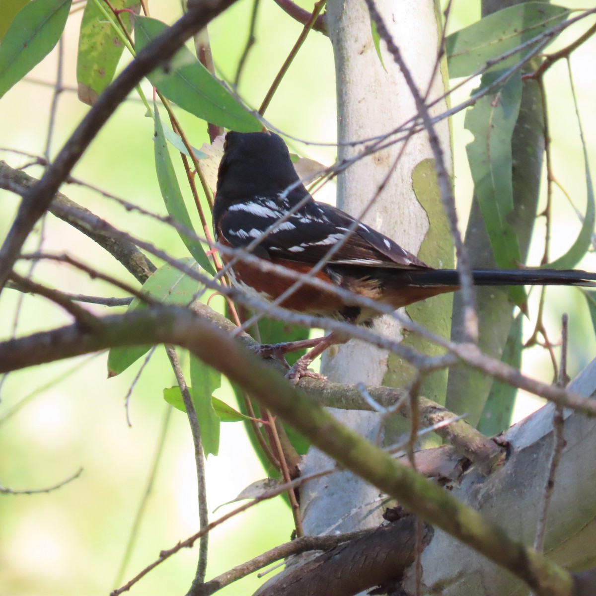 Spotted Towhee - ML621178812