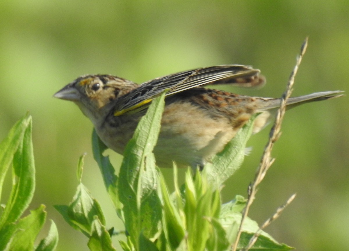 Grasshopper Sparrow - ML621178861