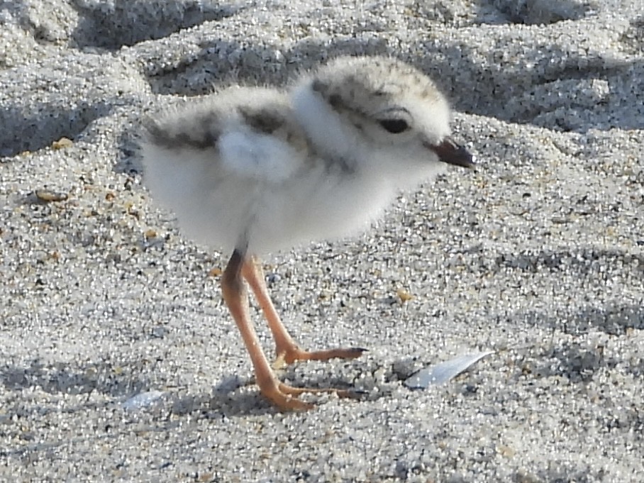Piping Plover - ML621178862