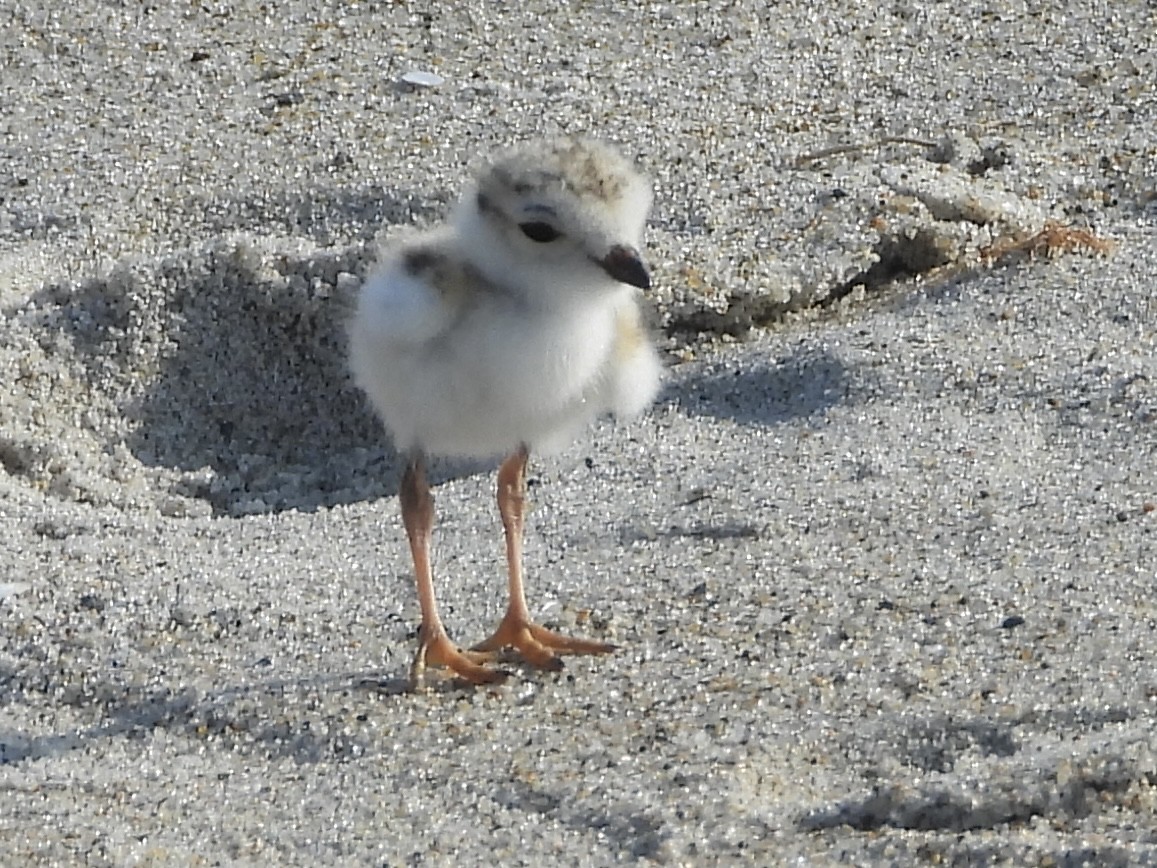 Piping Plover - ML621178863