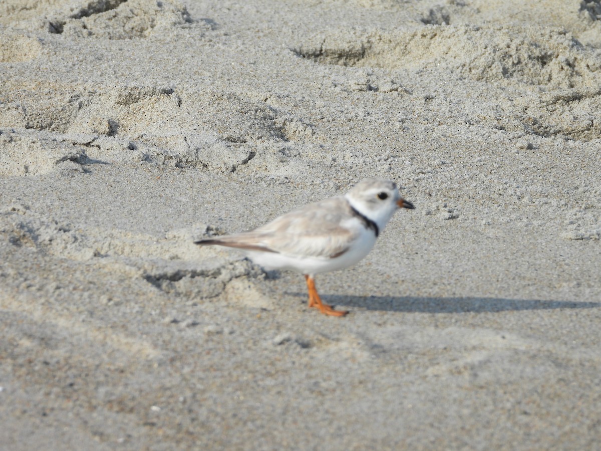 Piping Plover - ML621178864