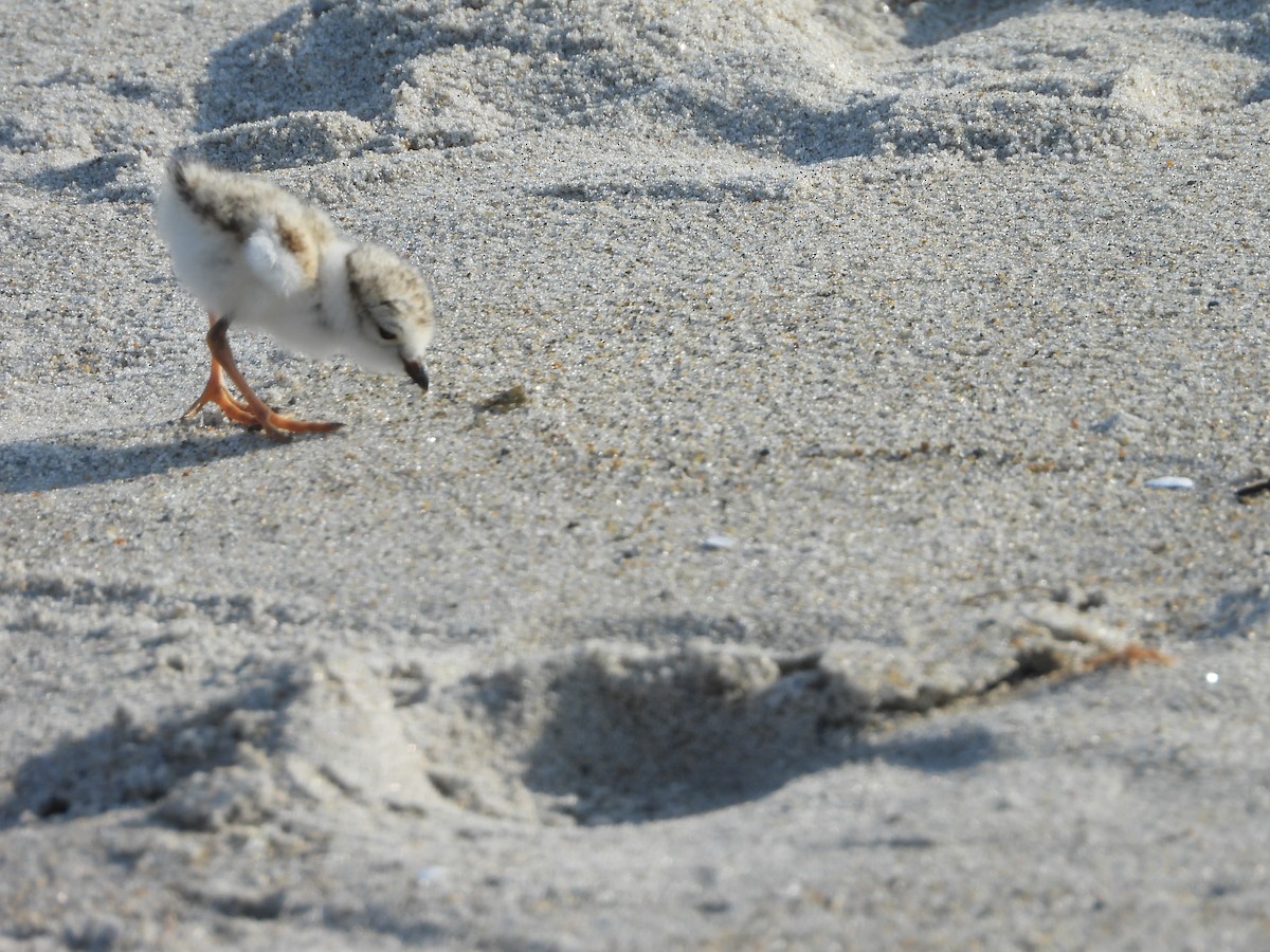 Piping Plover - ML621178866