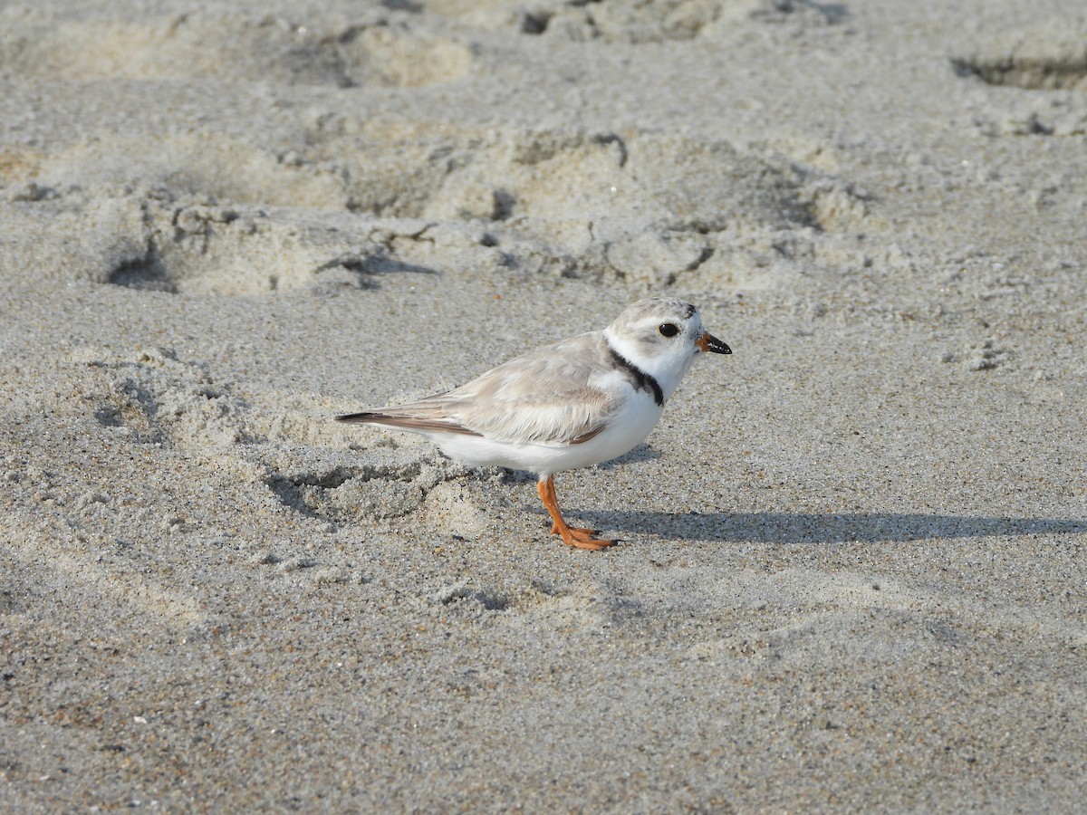 Piping Plover - ML621178867