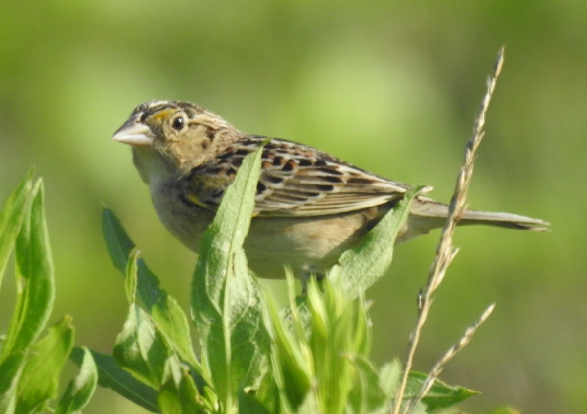Grasshopper Sparrow - ML621178877