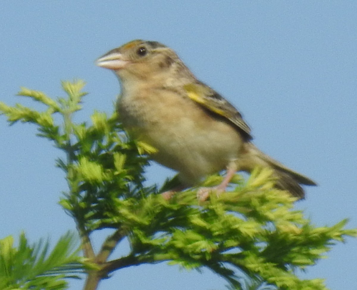 Grasshopper Sparrow - ML621178883