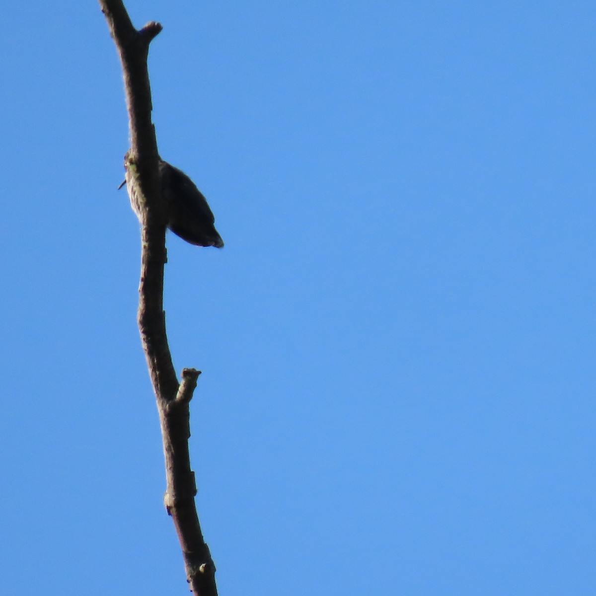 hummingbird sp. - ML621178895