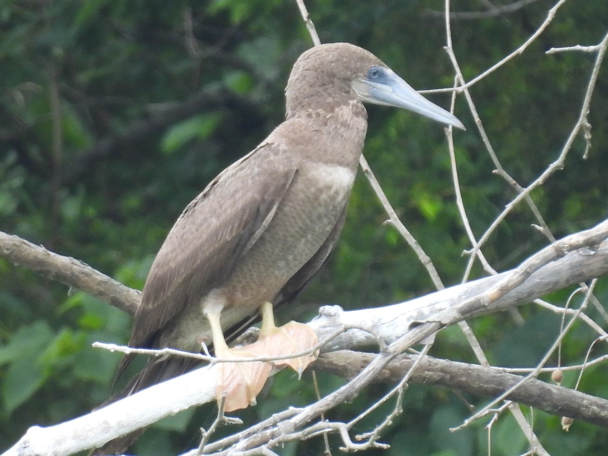 Brown Booby - ML621178896