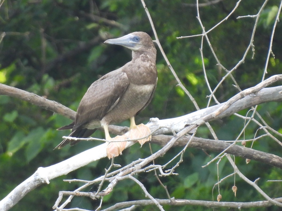 Brown Booby - ML621178898