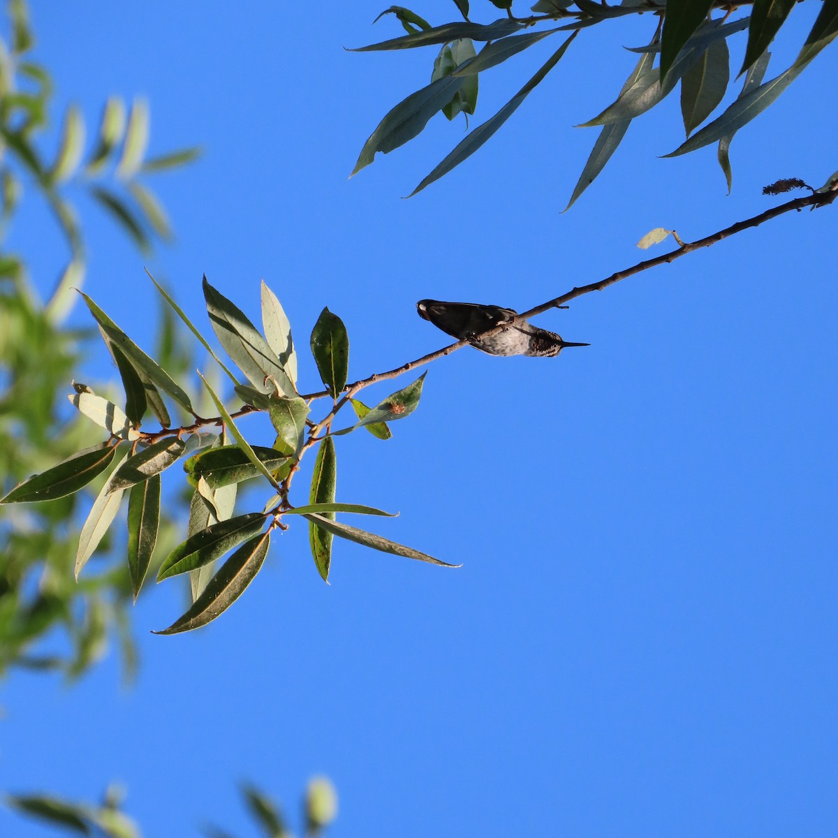 Anna's Hummingbird - ML621178909