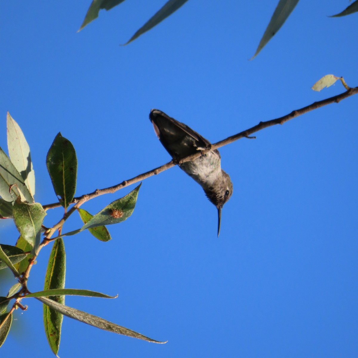 Anna's Hummingbird - ML621178910